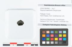 Foto (Objekt + Etikett) von Sequoia bowerbankii Ettingshausen (NHMW-GEO-2024-0188-8962)